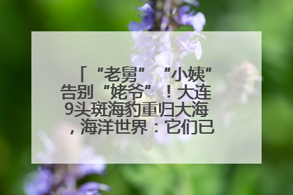 “老舅”“小姨”告别“姥爷”！大连9头斑海豹重归大海，海洋世界：它们已具备野外生存能力