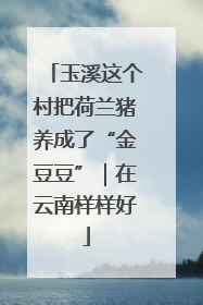 玉溪这个村把荷兰猪养成了“金豆豆”｜在云南样样好