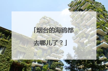烟台的海鸥都去哪儿了？