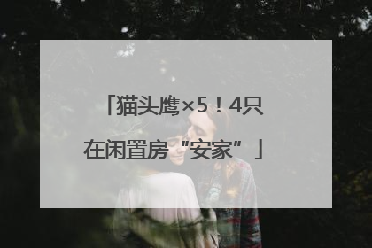 猫头鹰×5！4只在闲置房“安家”