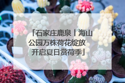 石家庄鹿泉丨海山公园万株荷花绽放 开启夏日赏荷季