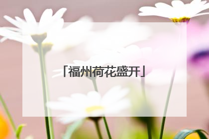 福州荷花盛开