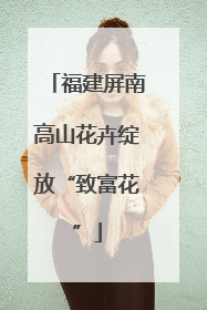 福建屏南高山花卉绽放“致富花”