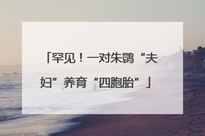 罕见！一对朱鹮“夫妇”养育“四胞胎”