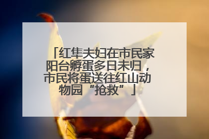 红隼夫妇在市民家阳台孵蛋多日未归，市民将蛋送往红山动物园“抢救”