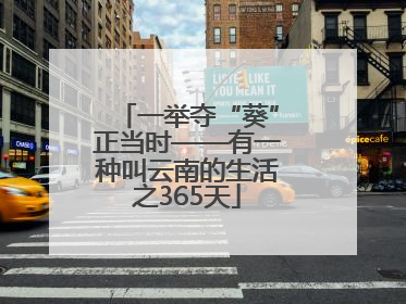 一举夺“葵”正当时——有一种叫云南的生活之365天