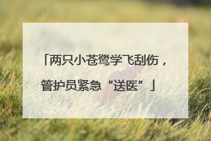 两只小苍鹭学飞刮伤，管护员紧急“送医”