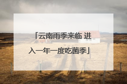 云南雨季来临 进入一年一度吃菌季