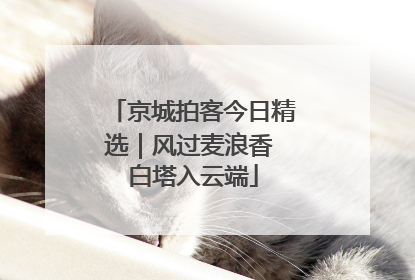 京城拍客今日精选｜风过麦浪香 白塔入云端