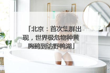 北京：首次集群出现，世界极危物种黄胸鹀到访野鸭湖