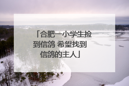 合肥一小学生捡到信鸽 希望找到信鸽的主人