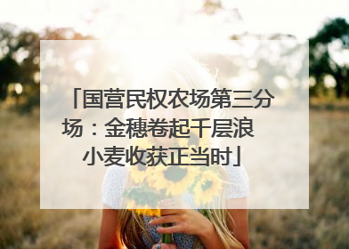 国营民权农场第三分场：金穗卷起千层浪 小麦收获正当时