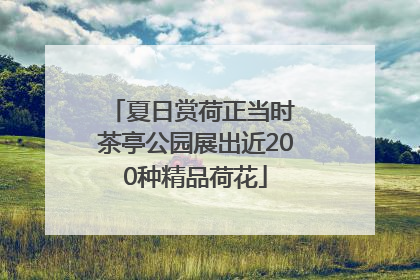 夏日赏荷正当时 茶亭公园展出近200种精品荷花