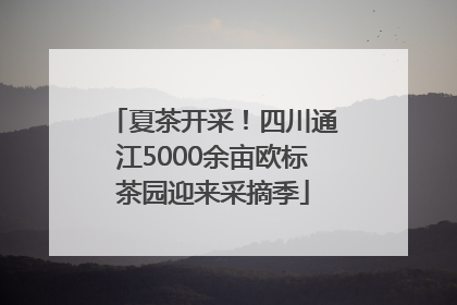 夏茶开采！四川通江5000余亩欧标茶园迎来采摘季