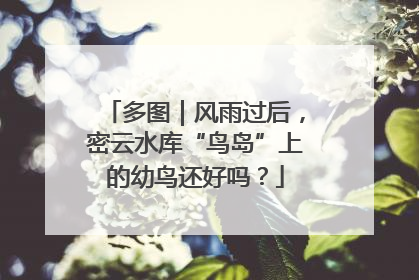 多图｜风雨过后，密云水库“鸟岛”上的幼鸟还好吗？