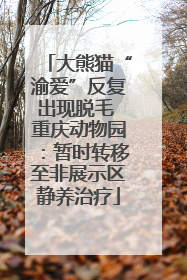 大熊猫“渝爱”反复出现脱毛 重庆动物园：暂时转移至非展示区静养治疗