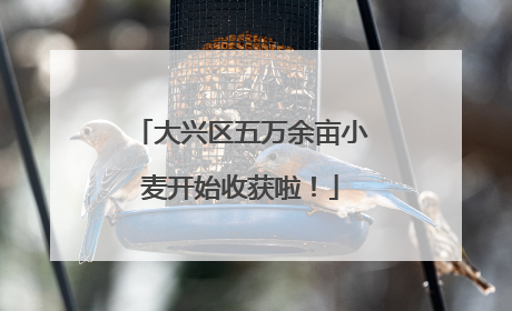大兴区五万余亩小麦开始收获啦！