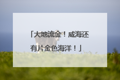大地流金！威海还有片金色海洋！