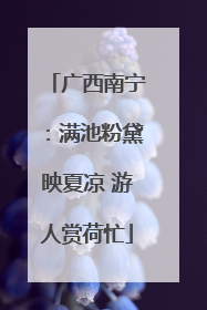 广西南宁：满池粉黛映夏凉 游人赏荷忙