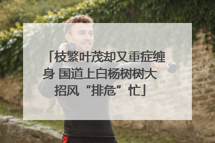 枝繁叶茂却又重症缠身 国道上白杨树树大招风“排危”忙
