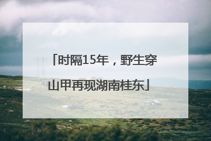 时隔15年，野生穿山甲再现湖南桂东