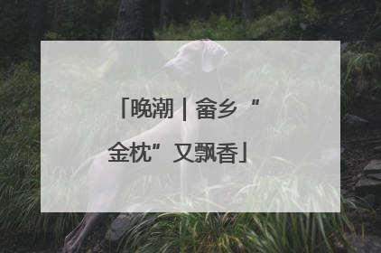 晚潮｜畲乡“金枕”又飘香