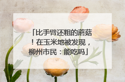比手臂还粗的蘑菇！在玉米地被发现，柳州市民：能吃吗