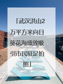 武汉洪山2万平方米向日葵花海盛放吸引市民驻足拍照