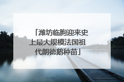潍坊临朐迎来史上最大规模法国祖代朗德鹅种苗