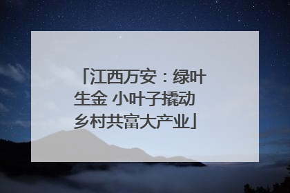 江西万安：绿叶生金 小叶子撬动乡村共富大产业