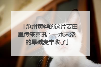 沧州黄骅的这片麦田里传来喜讯：一水未浇的旱碱麦丰收了