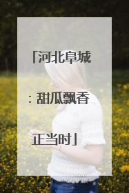河北阜城：甜瓜飘香正当时