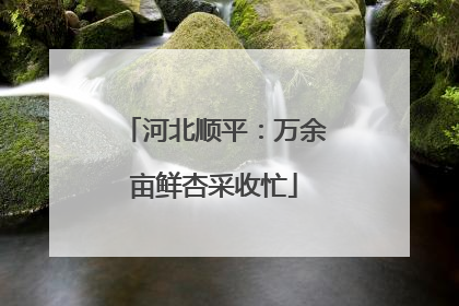 河北顺平：万余亩鲜杏采收忙