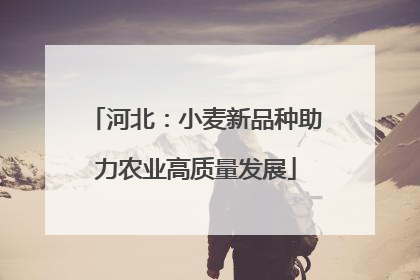 河北：小麦新品种助力农业高质量发展