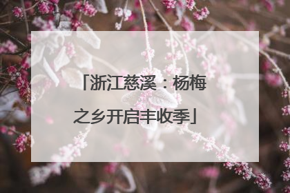 浙江慈溪：杨梅之乡开启丰收季