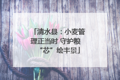 清水县：小麦管理正当时 守护粮“芯”绘丰景