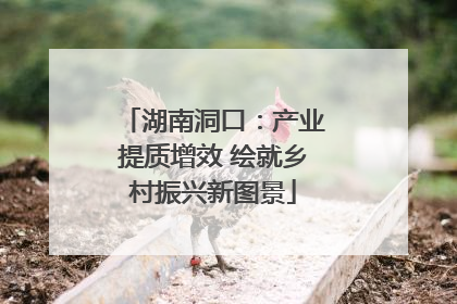 湖南洞口：产业提质增效 绘就乡村振兴新图景