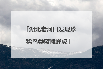 湖北老河口发现珍稀鸟类蓝喉蜂虎