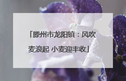 滕州市龙阳镇：风吹麦浪起 小麦迎丰收