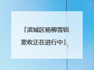 滨城区杨柳雪镇麦收正在进行中