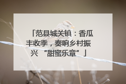 范县城关镇：香瓜丰收季，奏响乡村振兴 “甜蜜乐章”