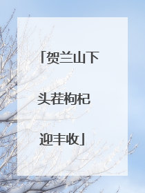 贺兰山下 头茬枸杞迎丰收