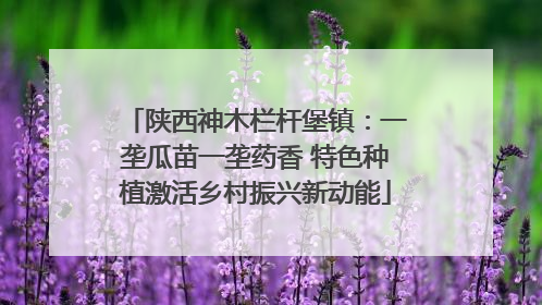陕西神木栏杆堡镇：一垄瓜苗一垄药香 特色种植激活乡村振兴新动能