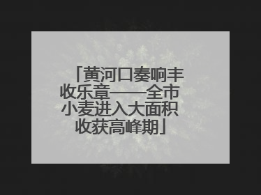 黄河口奏响丰收乐章——全市小麦进入大面积收获高峰期