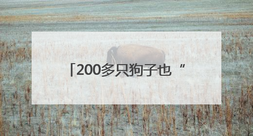 200多只狗子也“吃上席”！天津小伙在狗舍办了一场婚礼