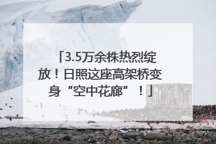 3.5万余株热烈绽放！日照这座高架桥变身“空中花廊”！